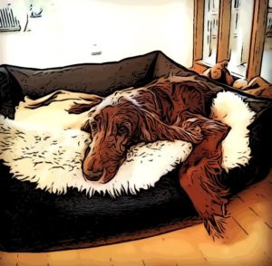 Der SEO-Suchhund auf dem Schafspelz